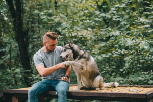 Truques para se divertir com seu cão