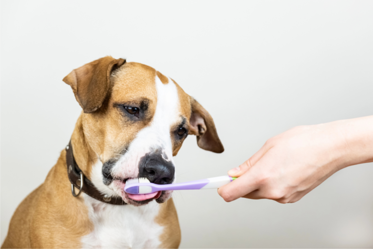 A importância da escovação para a saúde dental dos pets