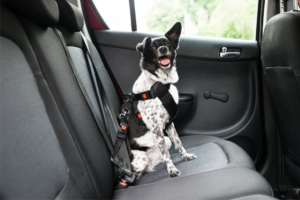 Dicas Seguras para Transportar seu Cão Dentro dos Carros